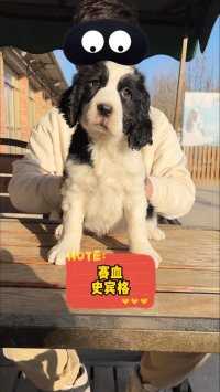 今天帮朋友挑选一只赛血史宾格，#警卫犬#嗅觉神探 #寻找萌宠分享官