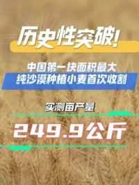 历史性突破！中国第一块面积最大纯沙漠种植小麦首次收割！实测亩产量249.9公斤#麦收 #沙漠