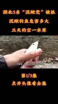 湖北3名“泥鳅党”被抓，泥鳅钓鱼危害多大？三天钓空一水库？#湖北#泥鳅#钓鱼 (1)