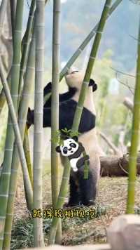 熊猫界的神马东锡为了吃 还以为肯定掰不断呢 