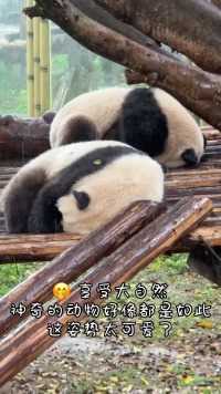 百度：熊猫躲雨为什么只躲头A：身上有涂层不怕淋，头部怕