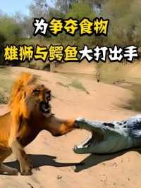 为了争夺食物，鳄鱼不惜对雄狮出手，雄狮丝毫不怂就是干