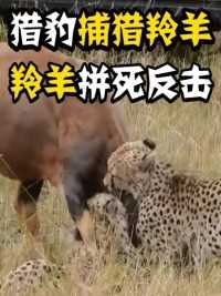 两头猎豹联手狩猎，羚羊为了活下去拼死反击，用脚疯狂践踏猎豹
