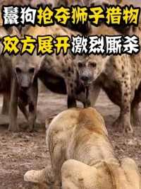 鬣狗强抢狮群猎物，而母狮却只能忍气吞声，关键时刻雄狮闪亮登场
