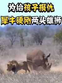 雄狮捕杀犀牛幼崽，结果被犀牛妈妈正好撞见，下一秒它彻底疯狂