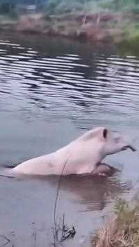刚刚在山脚自家池塘钓鱼发现一只猪不猪像不像的东西在泡澡。有谁认识这是啥吗？野生动物零距离 真实记录拍摄 真实户外