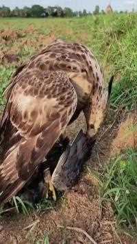 今天去地里干活发现田埂上一只老鹰捉了一只鸡，尊重自然法则不干预不打扰 野生动物零距离 真实记录拍摄 真实户外