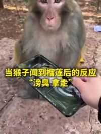 【[笑cry]】近日，贵州贵阳。猴子闻到榴莲后的第一反应是：给我拿走开！[哈哈]
