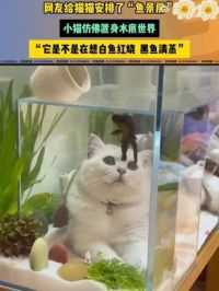 【[围观]】近日，贵州。网友给猫猫安排了“鱼景房”，小猫“悠哉”地欣赏着鱼儿“游哉”，另外的小猫们排队等待中。网友：[嘻嘻]