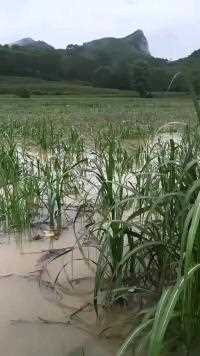 今年雨水怎么这么多？昨晚又下了一夜暴雨，地里的甘蔗都被水淹了