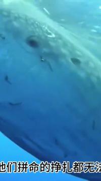 渔民捕鱼竟然捕到几条巨大的鲸鲨，被吓坏的他赶紧通知救援队#神奇动物 #动物世界#野生动物#动物救援#奇妙的动物