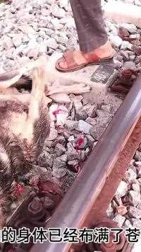 狗妈妈不慎被火车撞击去世，小哥将她的六个狗宝宝救援#动物世界#救助动物#正能量#神奇动物 #奇妙的动物