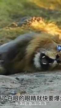 雄狮被黑曼巴毒蛇咬了，他能活下来吗#神奇动物 #动物世界#野生动物零距离