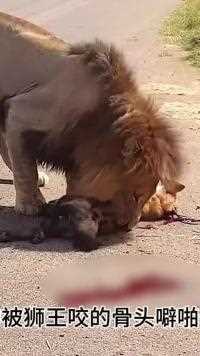 鬣狗偷袭狮王，被狮王闯入老巢，结局太解气#神奇动物 #野生动物零距离#看动物世界品百味人生#弱肉强食的动物世界