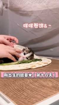 美味的猫咪卷饼，一口把你吃掉！