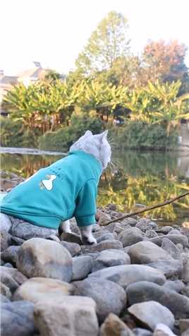 这只猫成精了，见过猫吃鱼的，没见过猫会钓鱼的。