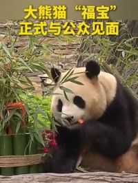i福宝的家人们集合！今日大熊猫“福宝”正式与公众见面，开启吃播模式～