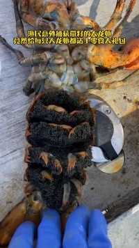 渔民意外捕获带籽的大龙虾，竟然给每只大龙虾都送上零食大礼包#治愈 