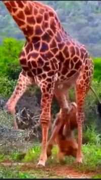 狮子想吃长颈鹿大腿，被长颈鹿同伴救了   #野生动物零距离