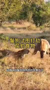 鬣狗试图打劫花豹食物