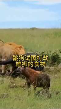 鬣狗试图打劫雄狮的食物