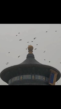 回家之后查了一下，乌鸦在唐朝之前和清朝都是吉祥的神鸟，《山海经》：一日方至，一日方出，皆载于乌。