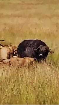 野牛单挑狮群，可怜的野牛今天落单了，生死看淡不服就干#动物世界的战斗#野生动物零距离#弱肉强食的动物世界#动物世界#神奇动物 
