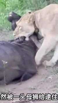 一头母狮帮一头角马安排了一台咽喉肿痛的手术，结果让它跑掉了#动物世界#野生动物零距离#神奇动物 #动物解说#精彩片段