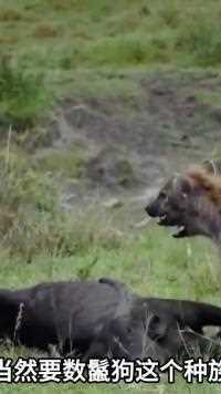 一头母狮狩猎到一头水牛在开席，一群鬣狗直接上来强行蹭饭吃#动物世界#野生动物零距离#神奇动物 #动物解说#精彩片段