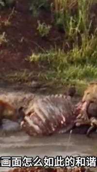 一头母狮和两只鬣狗在餐桌上相安无事的吃牛排#动物世界#野生动物零距离#神奇动物 #动物解说#精彩片段