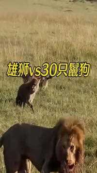 成年雄狮单挑三十只鬣狗！