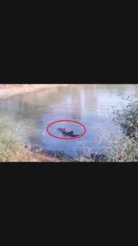 游客在野外拍到老虎在水塘中袭击黑色生物！