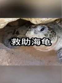 被压在岩石下的千年大海龟实在是太惨了