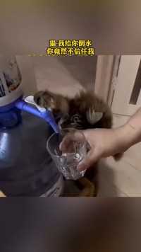 猫:我给你倒水
你竟然不信任我