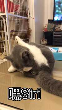 嘿Siri 小貓可以吃腳嗎？ 不能 小貓吃腳會變流浪貓！ 建議 丟出去🤣  #搞笑視頻做好了記得要開聲音喔