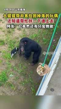 大猩猩帮游客捡回掉落的玩偶，还知道帮忙扶一下递上去……网友：它竟然还有只宠物猪！
