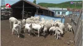 珲春：东北虎捕杀43只羊 3户村民获赔野生动物损害补偿