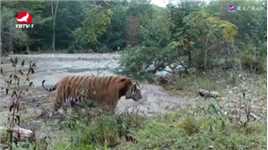 东北虎豹国家公园：野生虎豹与生态共繁荣