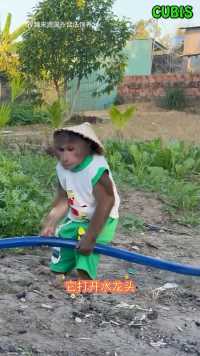 小猴子浇菜#萌宠版自己吓自己 #种菜那点事 #搞笑活力每一天 #我的创作灵感 