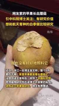 无心插柳柳成荫网友家的苹果长出蘑菇，引中科院博士关注，经观察实物后：有研究价值，想和航天育种的白参做比较研究，自己是头一次在苹果上看到。