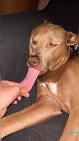 狗的舌头有多长