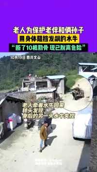 10月19日，四川文山，老人为保护老伴和俩孙子，用身体阻挡发飙的水牛，“断了10根肋骨，现已脫离危险”。