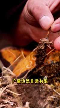 什么是真正的冬虫夏草？