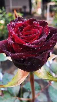 黑玫瑰，黑巴克月季|||#月季  #玫瑰