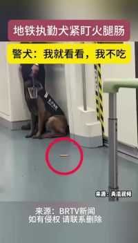 地铁执勤犬紧盯火腿肠，警犬：我就看看，我不吃！