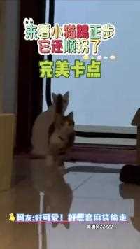 来看小猫踢正步它还顺拐了