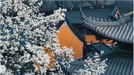 灵谷胜境，玉兰将至，每年的三月中上旬，灵谷寺的玉兰花都会在烟火中悄悄惊艳