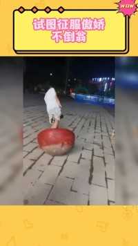 试图征服傲娇不倒翁！可能脚轻了，头太重，压不住