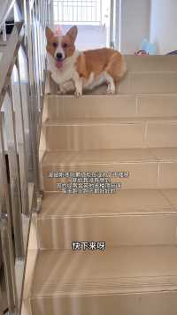 不敢下楼梯的怂蛋包！