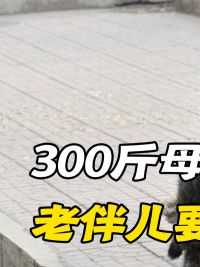 300斤母猪发情吃掉大爷“命根子”，急得大喊：我的大宝贝儿呦